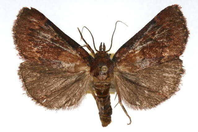 Image of Asimina webworm moth