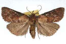 Image of Asimina webworm moth