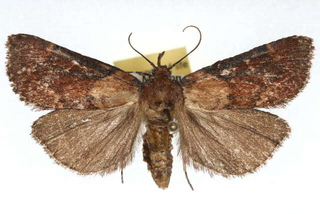 Image of Asimina webworm moth