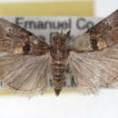 Acrobasis minimella Ragonot 1889 resmi