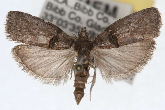 Image of Hickory Shoot Borer Moth