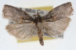 Image of Hickory Shoot Borer Moth