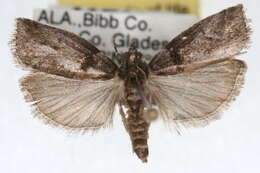 Image of Hickory Shoot Borer Moth