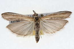 Image de Pima albiplagiatella Packard 1874