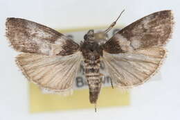 Image of Salebriaria tenebrosella Hulst 1887