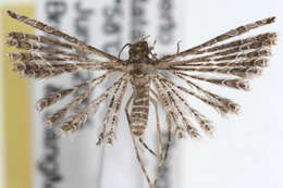 Image of Many-plume Moths