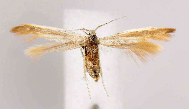 صورة Coleophora cretaticostella Clemens 1860