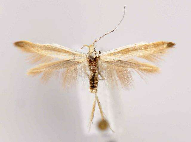 صورة Coleophora cretaticostella Clemens 1860