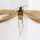 Image of Coleophora dextrella Braun 1940