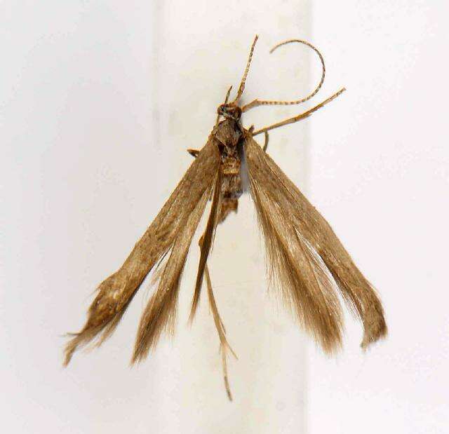 Image of Coleophora dextrella Braun 1940