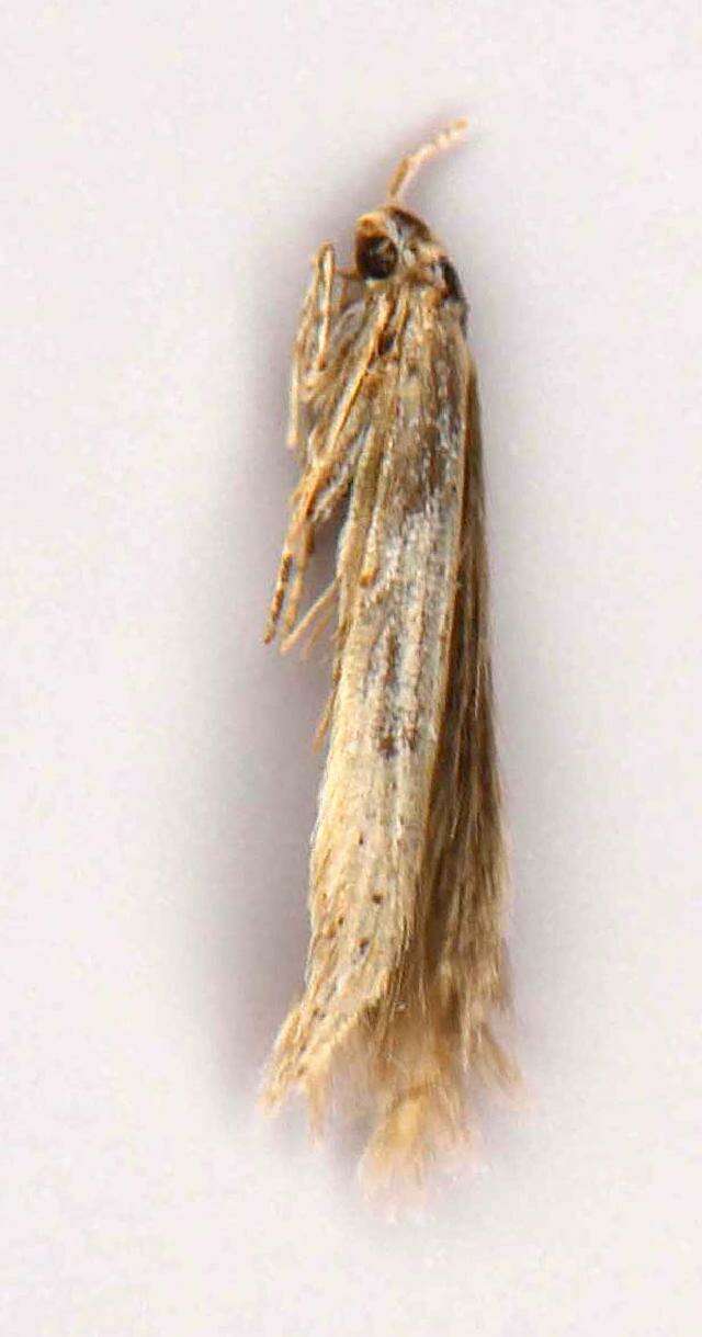 Image of Coleophora bidens Braun 1940