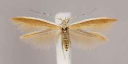 صورة Coleophora cretaticostella Clemens 1860