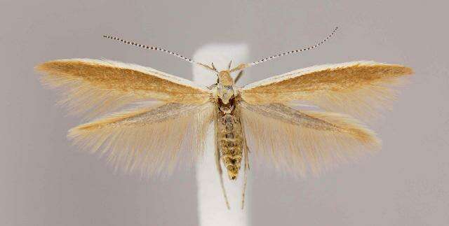 صورة Coleophora cretaticostella Clemens 1860