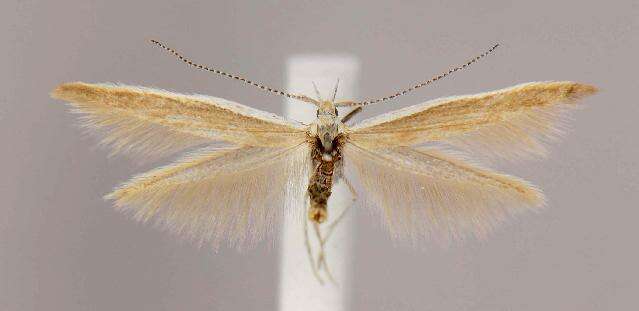 صورة Coleophora cretaticostella Clemens 1860