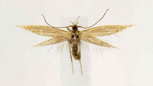 Image of Coleophora vitisella Gregson 1856