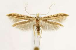 صورة Coleophora borea Braun 1921