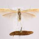 Coleophora bispinatella McDunnough 1954的圖片