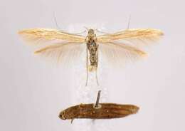 Coleophora bispinatella McDunnough 1954的圖片