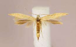 Imagem de <i>Coleophora xyridella</i>