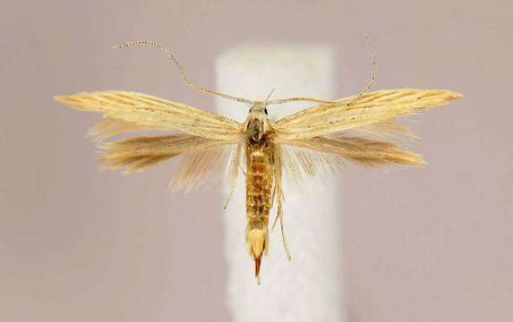 Imagem de <i>Coleophora xyridella</i>