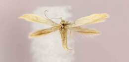 Imagem de Coleophora latronella McDunnough 1940