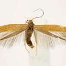 Image of Coleophora brunneipennis Braun 1921