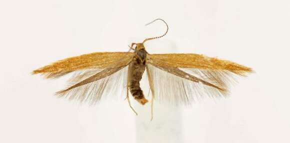 Imagem de Coleophora brunneipennis Braun 1921