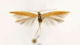 Image de Coleophora brunneipennis Braun 1921