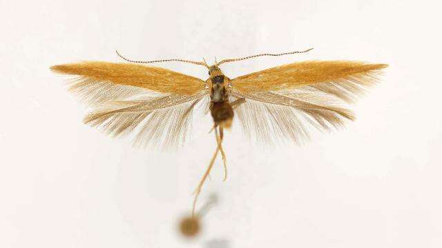 Imagem de Coleophora brunneipennis Braun 1921