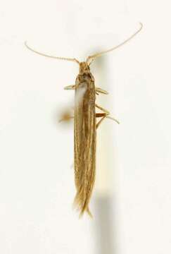 صورة Coleophora benestrigatella McDunnough 1941