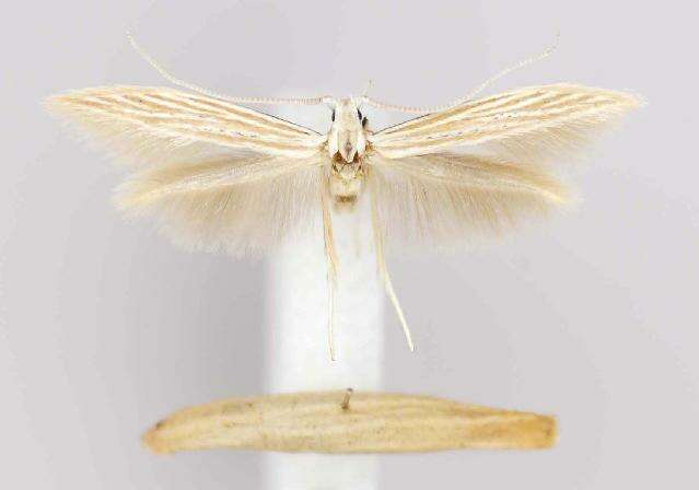 Imagem de <i>Coleophora xyridella</i>