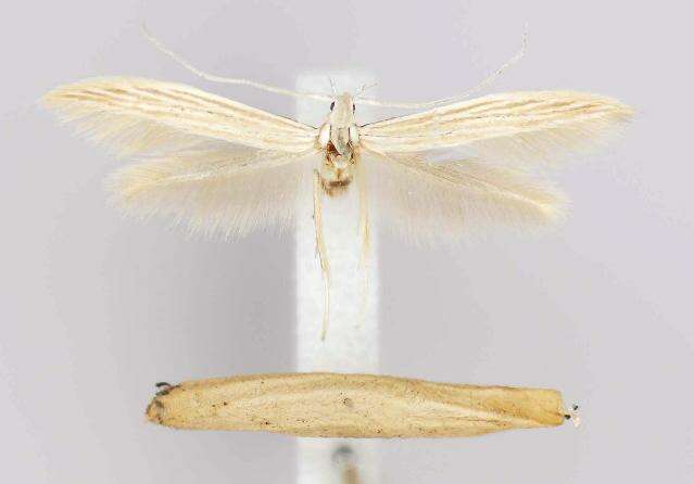 Imagem de <i>Coleophora xyridella</i>