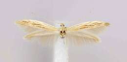 Coleophora triplicis McDunnough 1940的圖片