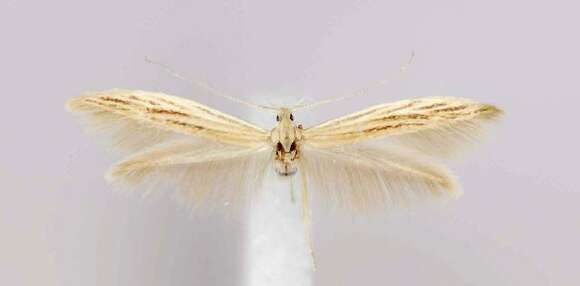 Imagem de Coleophora triplicis McDunnough 1940