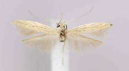 Coleophora triplicis McDunnough 1940的圖片