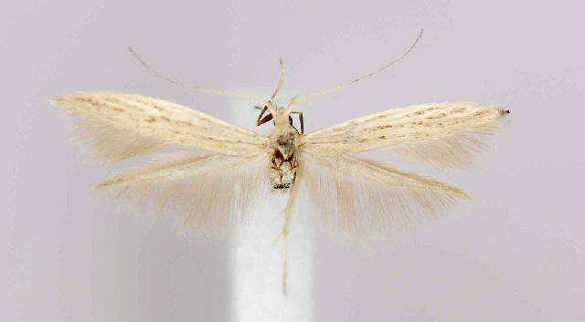 Coleophora triplicis McDunnough 1940的圖片