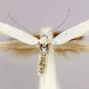 Image of American Coleophorid Moth