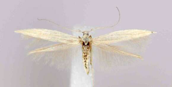 Coleophora triplicis McDunnough 1940的圖片