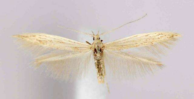 Coleophora triplicis McDunnough 1940的圖片