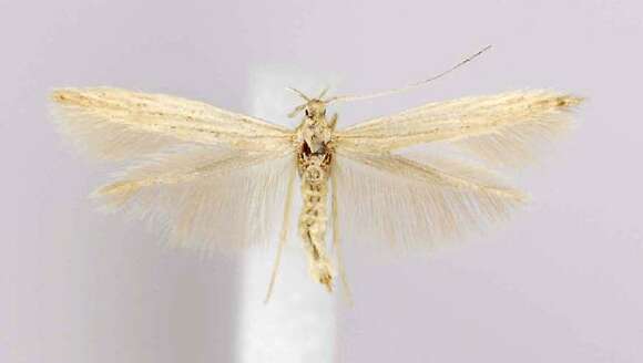 Coleophora triplicis McDunnough 1940的圖片