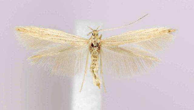 Coleophora triplicis McDunnough 1940的圖片