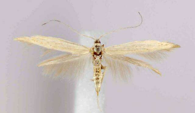 Coleophora triplicis McDunnough 1940的圖片