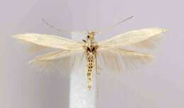 Coleophora triplicis McDunnough 1940的圖片