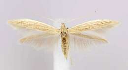 Coleophora triplicis McDunnough 1940的圖片