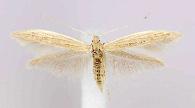 Coleophora triplicis McDunnough 1940的圖片