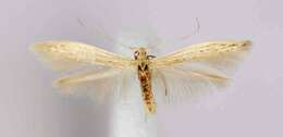 Coleophora triplicis McDunnough 1940的圖片