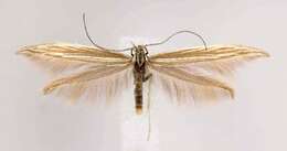 Image of Coleophora crinita Braun 1921