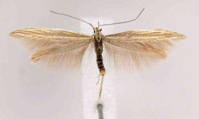 Image of Coleophora crinita Braun 1921