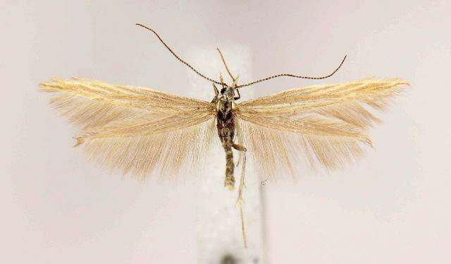 Image of Coleophora crinita Braun 1921