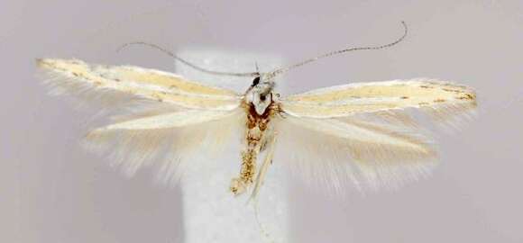 Image of Coleophora basistrigella Chambers 1877